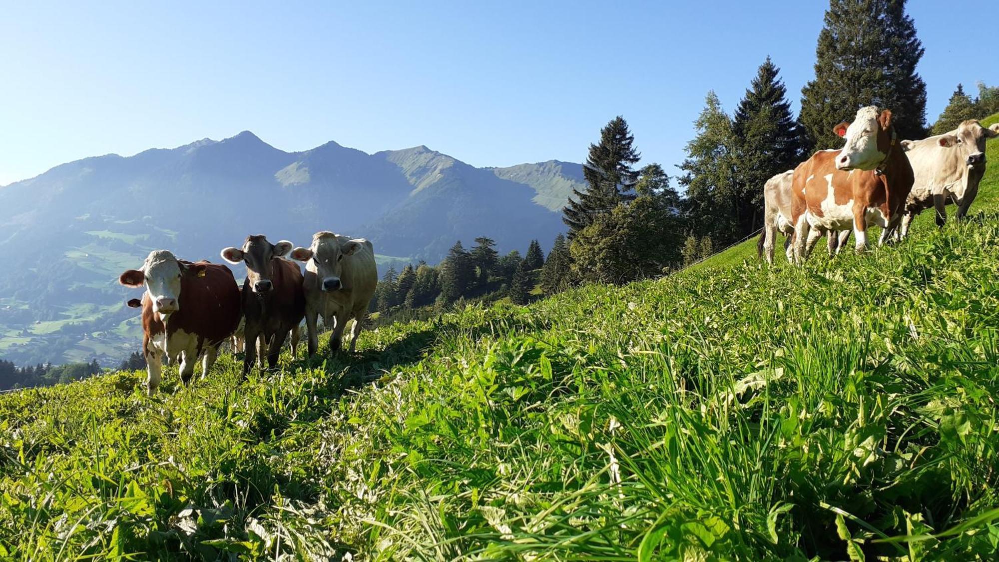 Berghof Burtscher Ludesch Exteriör bild